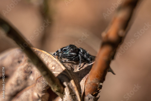 daring jumping spider