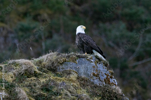 Bald Eagle perched above Pony Cove