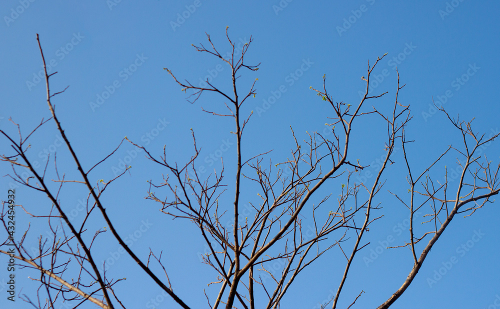 Naked branches against on the blue sky in autumn. Naked branches against on the blue sky in autumn.