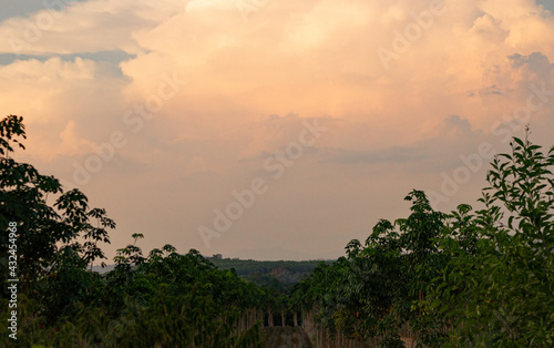 The golden sky and evening sunset against with the rubber trees and pineapple farm.