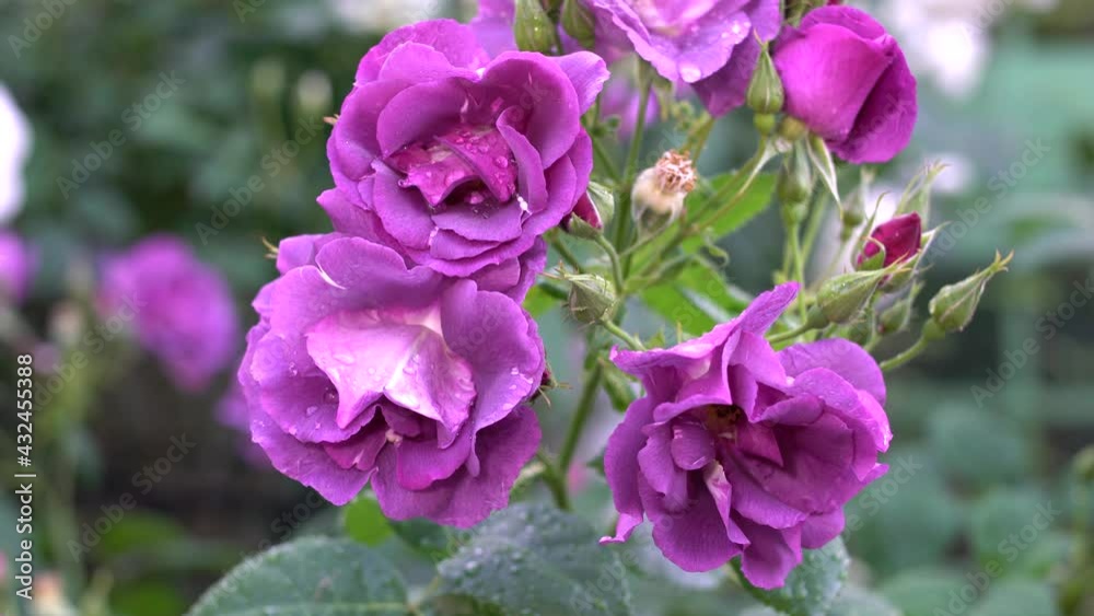Tokyo,Japan-May 8, 2021: Closeup of purple roses -- Breed Rhapsody in Blue
Tokyo,Japan-May 8, 2021: Closeup of purple roses -- Breed Rhapsody in Blue