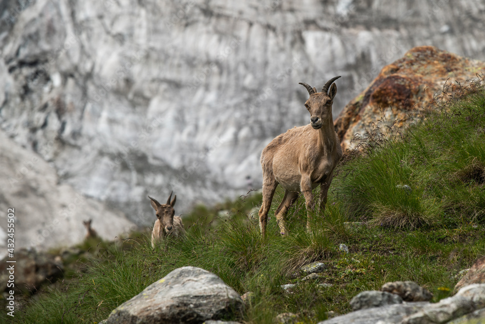 rocky-mountain goat