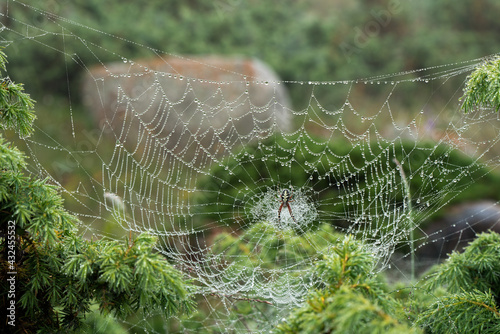 spider on a wet web in the mountains