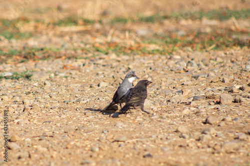 small birds in the countryside of southern Chile