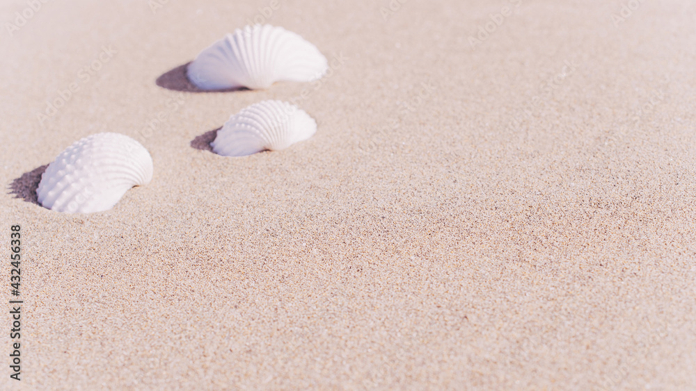 Summer pattern background. Seashells, shells on sand tropical sea beach. Vacation backdrop with space for the text. Summer pattern background. Seashells, shells on sand tropical sea beach. Vacation backdrop with space for the text.
