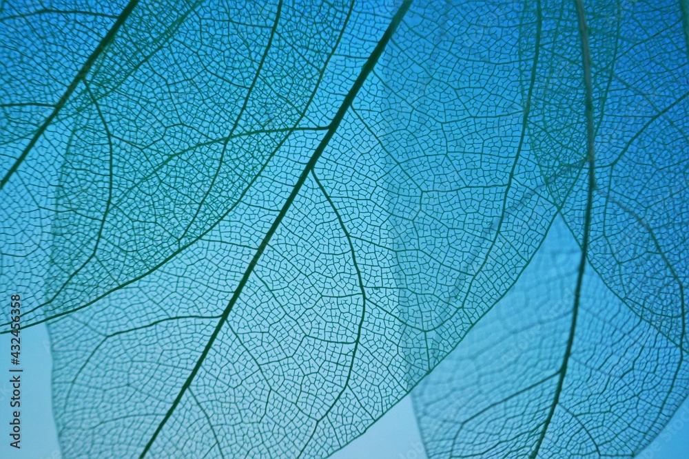 skeleton leaf. Skeletonized leaf on on a bright blue background.Beautiful plant background in blue tones.
