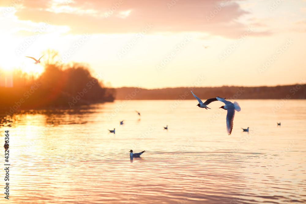 Seagulls fly at sunset. Seagulls over the river.