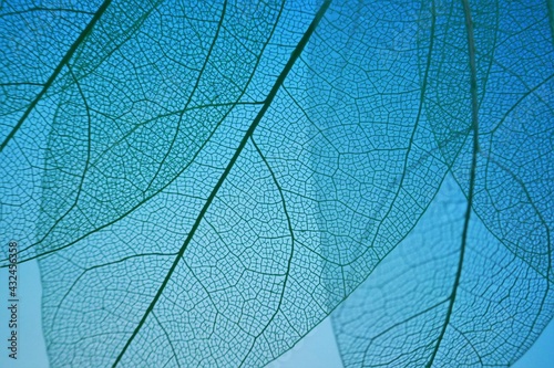skeleton leaf. Skeletonized leaf on on a bright blue background.Beautiful plant background in blue tones. © Yuliya
