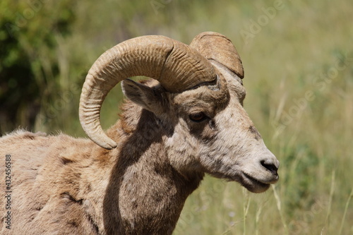 Bighorn sheep, Ovis