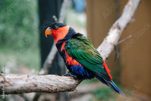 Lorikeet on a branch