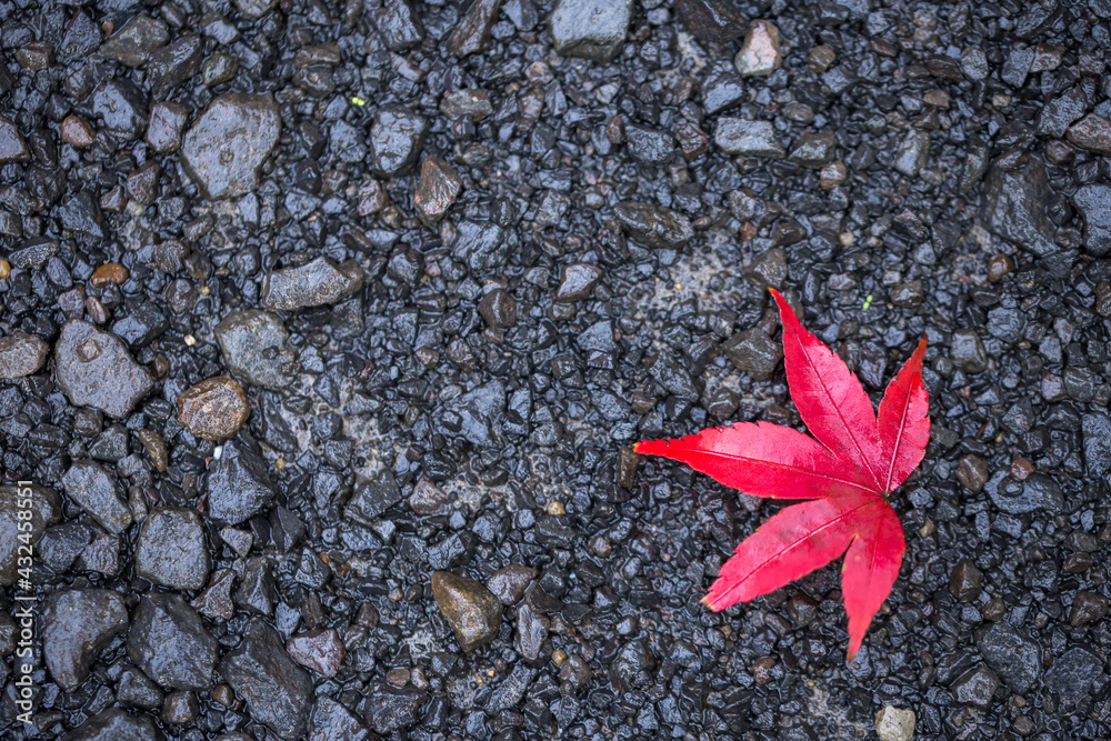 紅葉 秋の和風イメージ 紅葉 秋の和風イメージ