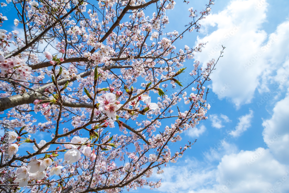 桜の花 春のイメージ 桜の花 春のイメージ