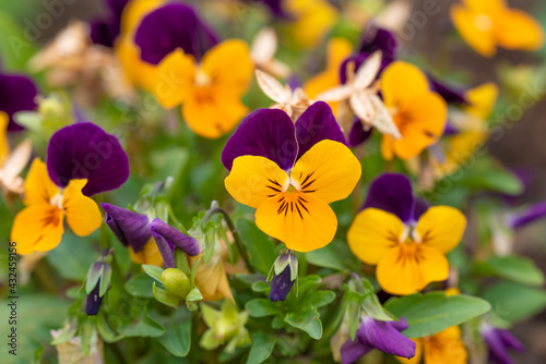 Orange pansy flower in spring  with green background