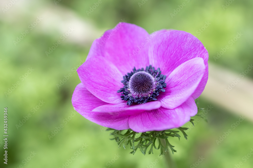アネモネの花　春のイメージ