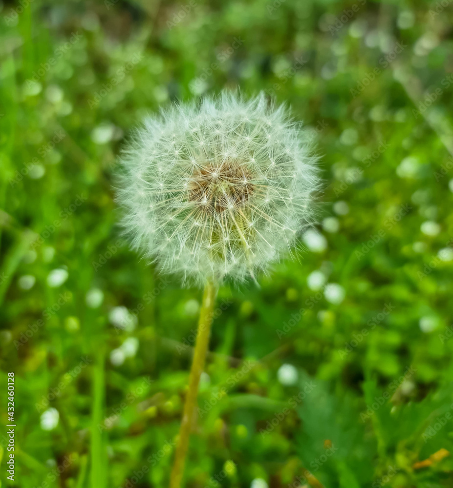 Close up of white dandelion and seeds on green blurred background Close up of white dandelion and seeds on green blurred background