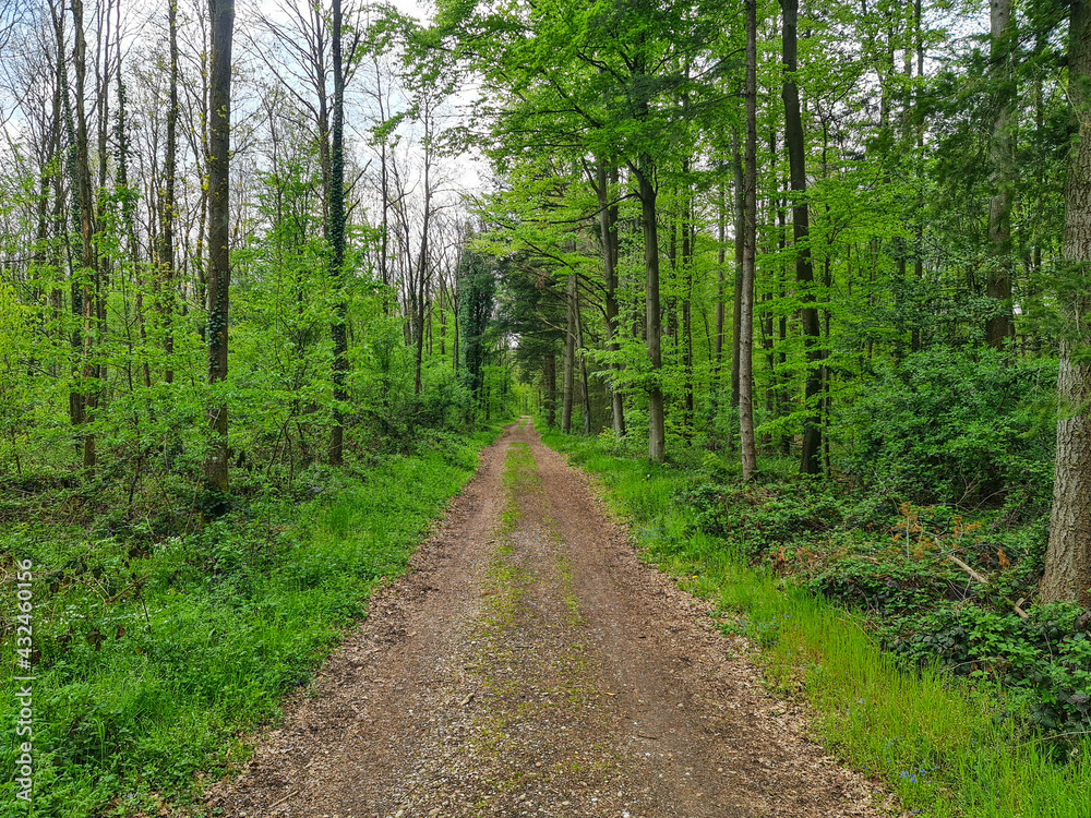 Footpath through green forest with oaks. Palatinate Forest, Rhineland-Palatinate. Tranquil scene. Footpath through green forest with oaks. Palatinate Forest, Rhineland-Palatinate. Tranquil scene.