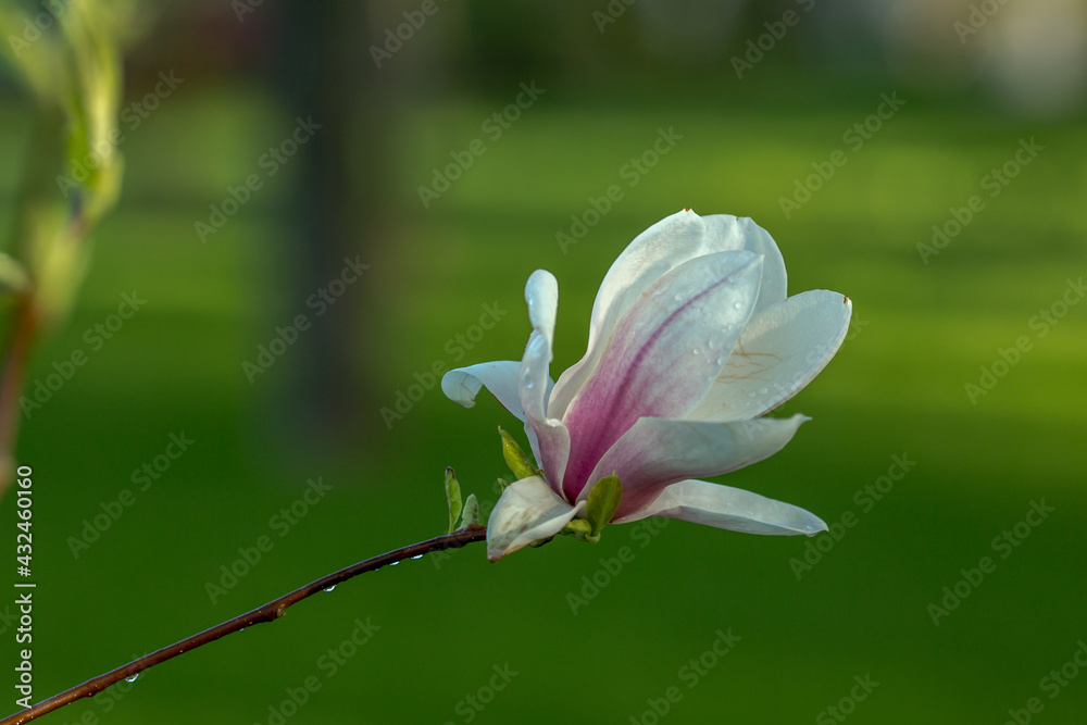 Magnolia blossom. Beautiful spring flowers. Bright colors of May. Magnolia blossom. Beautiful spring flowers. Bright colors of May.