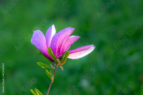 Magnolia blossom. Beautiful spring flowers. Bright colors of May.