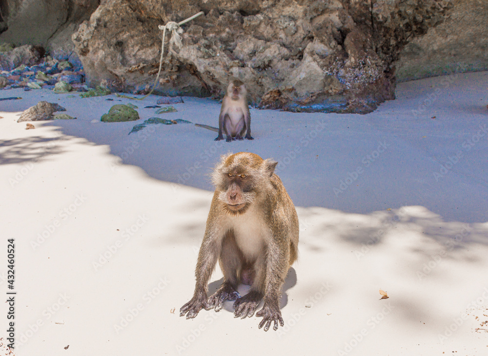 Naklejka premium The monkeys living in Phi Phi Island do not have food to eat.