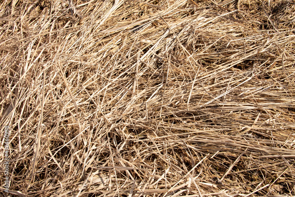 natural texture from last year's withered grass left over from winter natural texture from last year's withered grass left over from winter