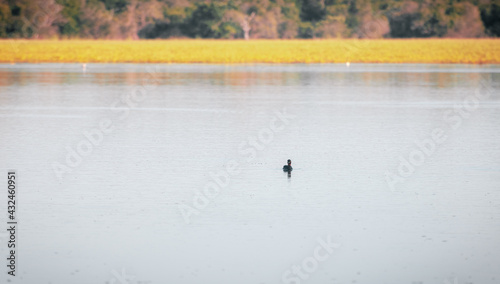 Small duck swimming alone in a lake.