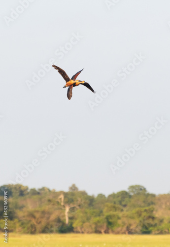 whistling ducks couple flying close to each other.