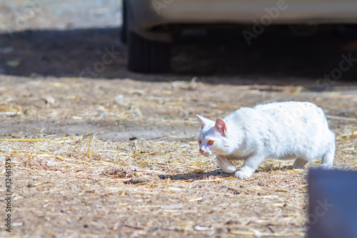 white cat hunts near car in village yard