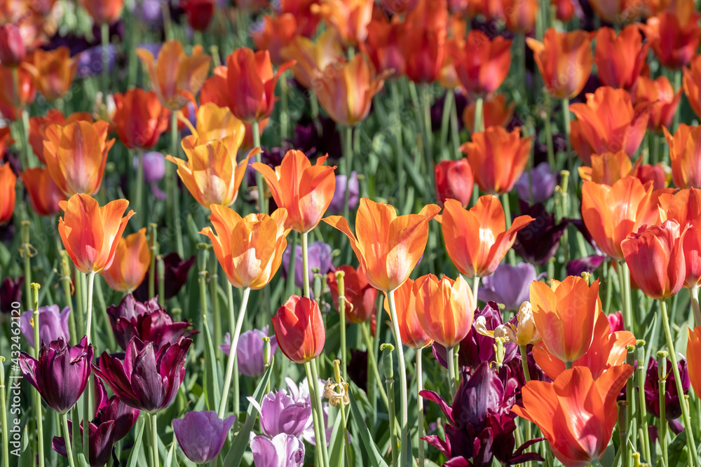 red and yellow tulips red and yellow tulips