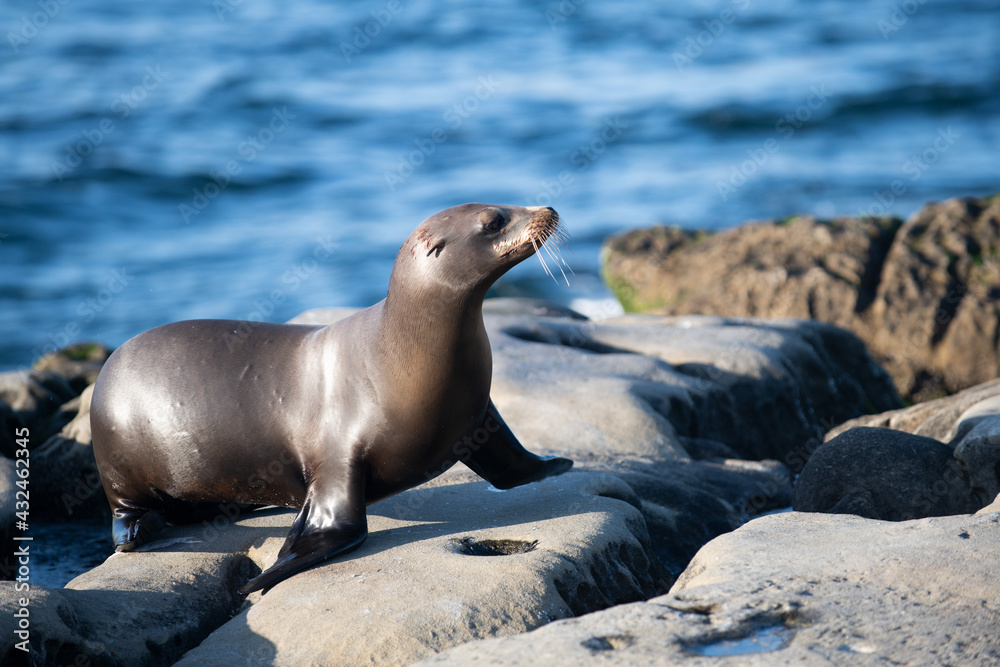 Fototapeta premium Sea Lions at ocean. Fur seal colony, arctocephalus pusillus.
