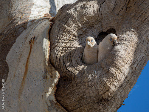 A pair of nesting Little Corella's in the nesting hollow of a Coolabah Tree on Cooper Creek