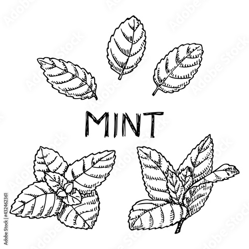 Hand drawn mint leaves isolated on white. Spicy herbs in engrave style.