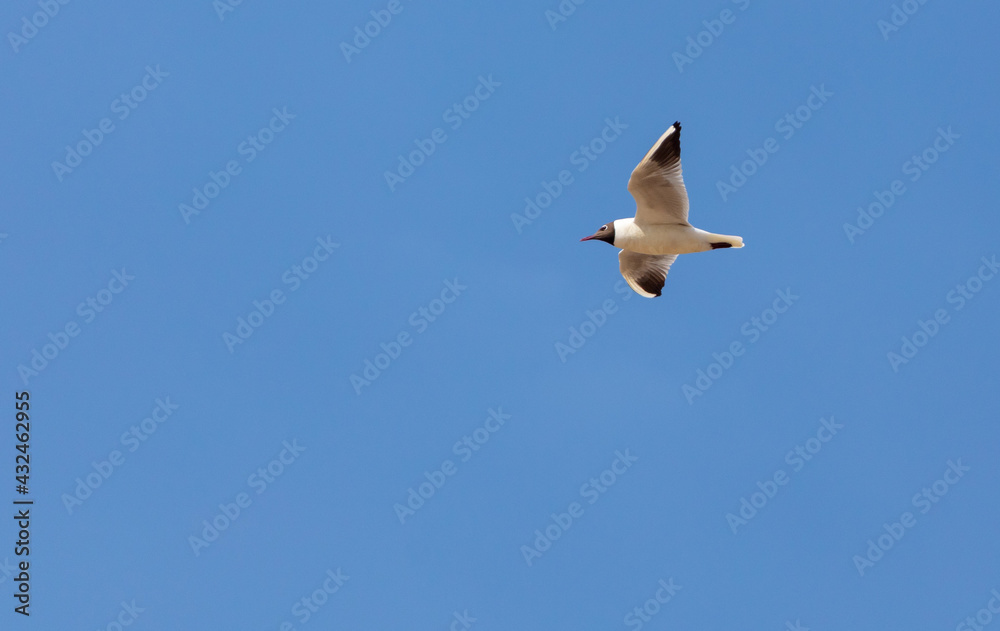 Seagull in flight against  sky.