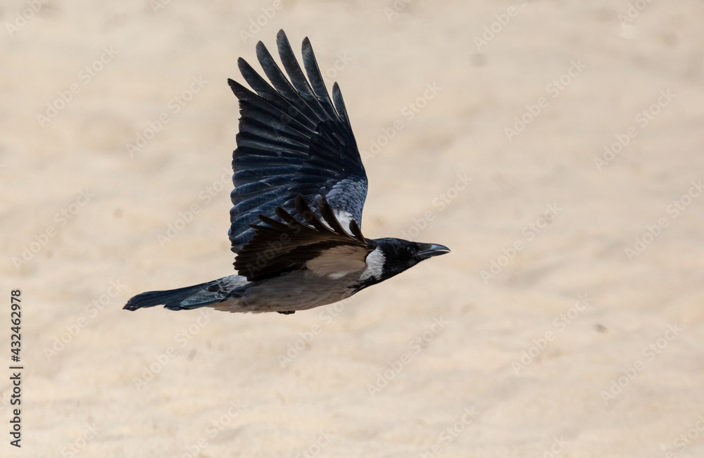 Fototapeta premium A raven in flight against the background of sand