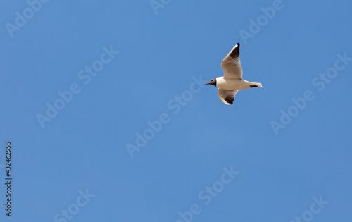 Seagull in flight against  sky.