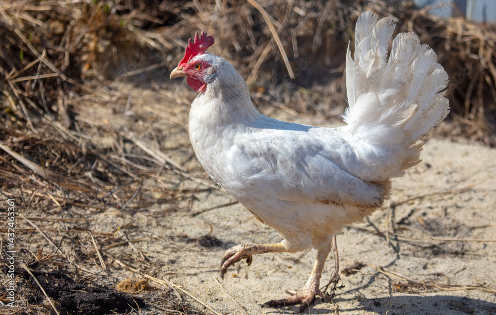 Portrait of a white hen