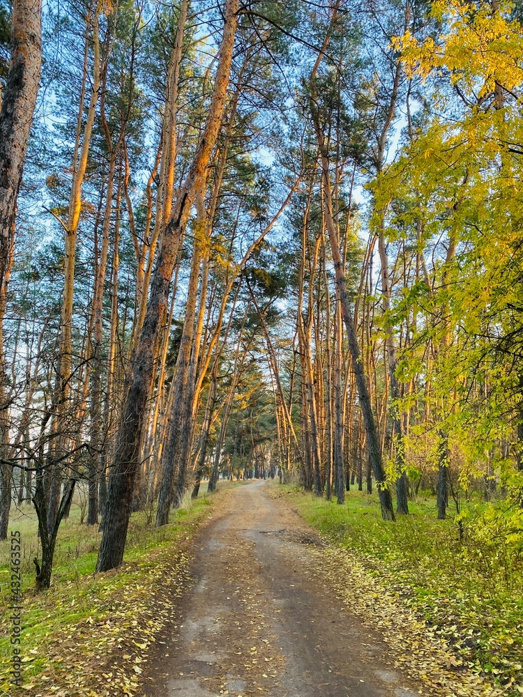 road in a pine forest