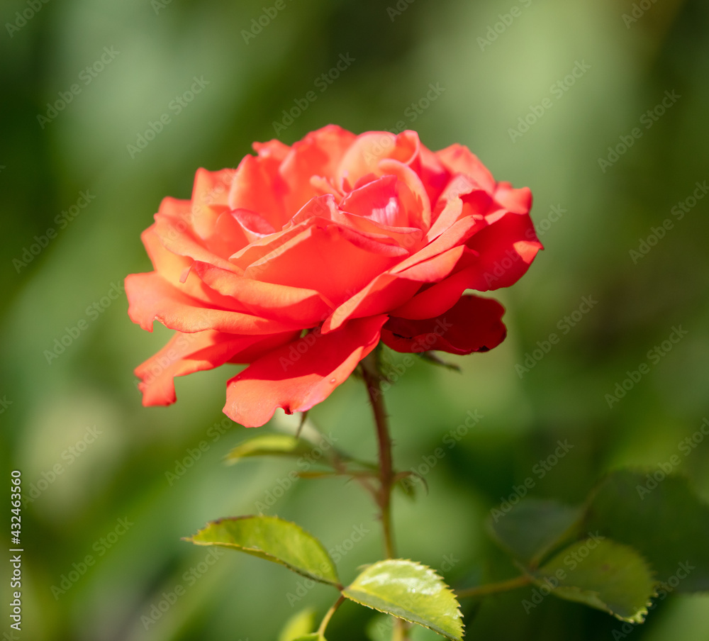 Rose flower in nature in the park.