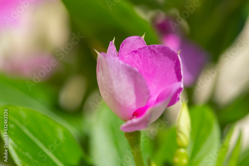 The Madagascar periwinkle or  Catharanthus