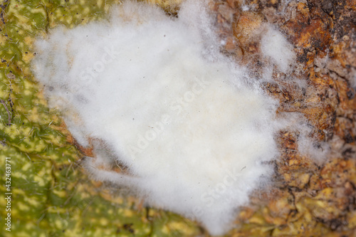 Close-up of mold on a plant as a background.