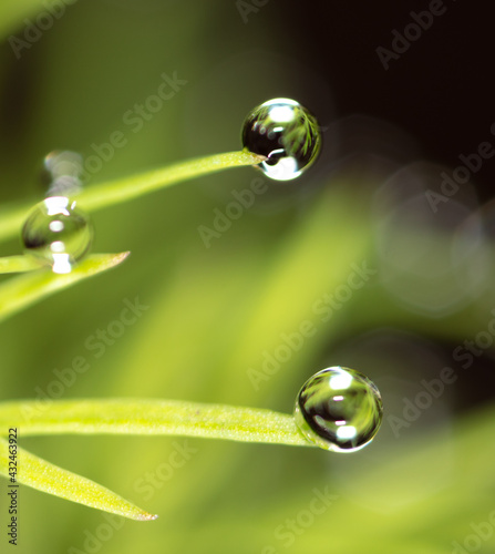 Close-up of dew drops on dill. © schankz