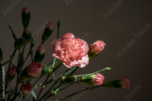 Carnation flower in modern glass wase. Dark background with ray of sunю Macro