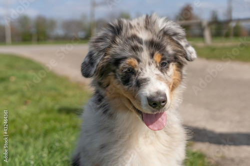 Australian Shepherd Dog puppy head, The tricolor dog has tongue sticking out of its mouth. Seen from the front © Dasya - Dasya
