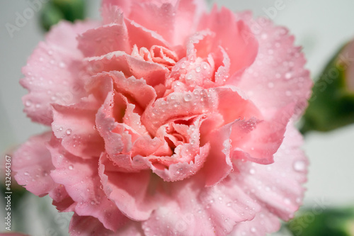Carnation flower with water drops. Macro