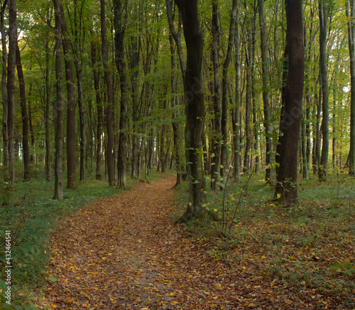 road with flying leaves