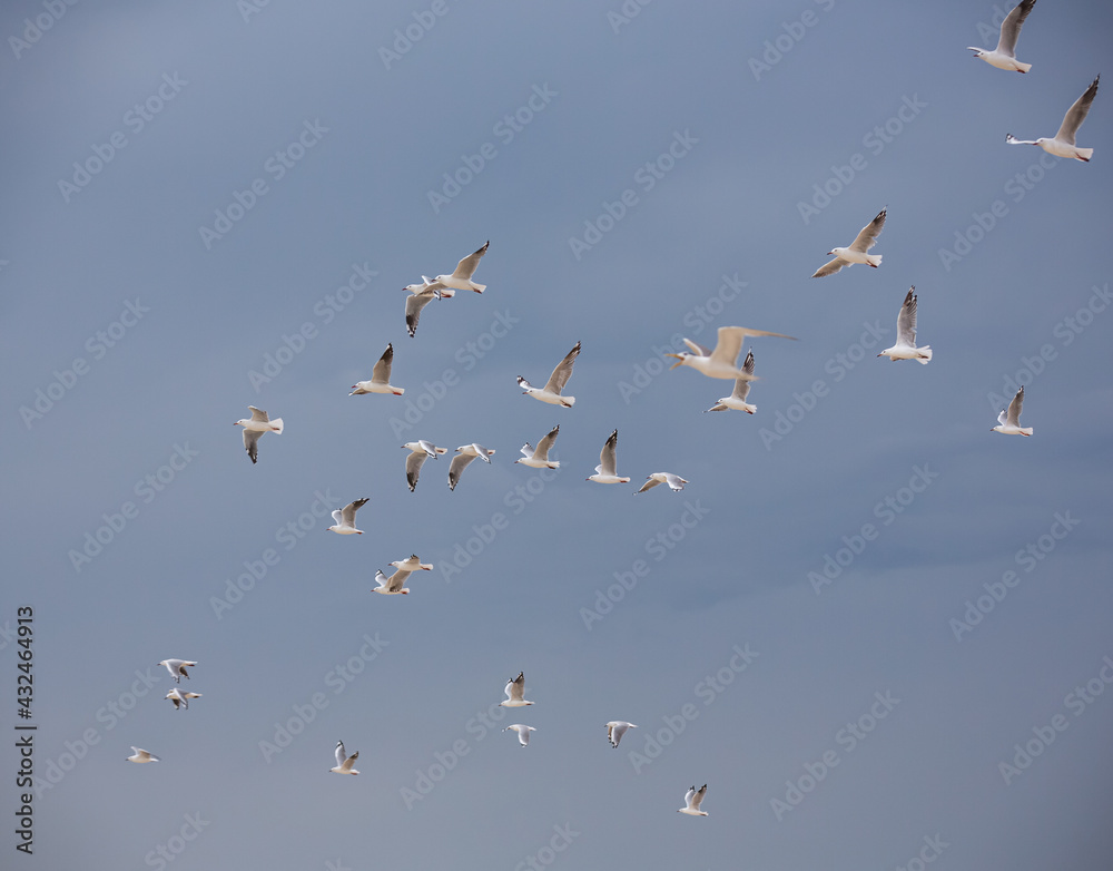 Flock of silver gulls flying across the sky Flock of silver gulls flying across the sky