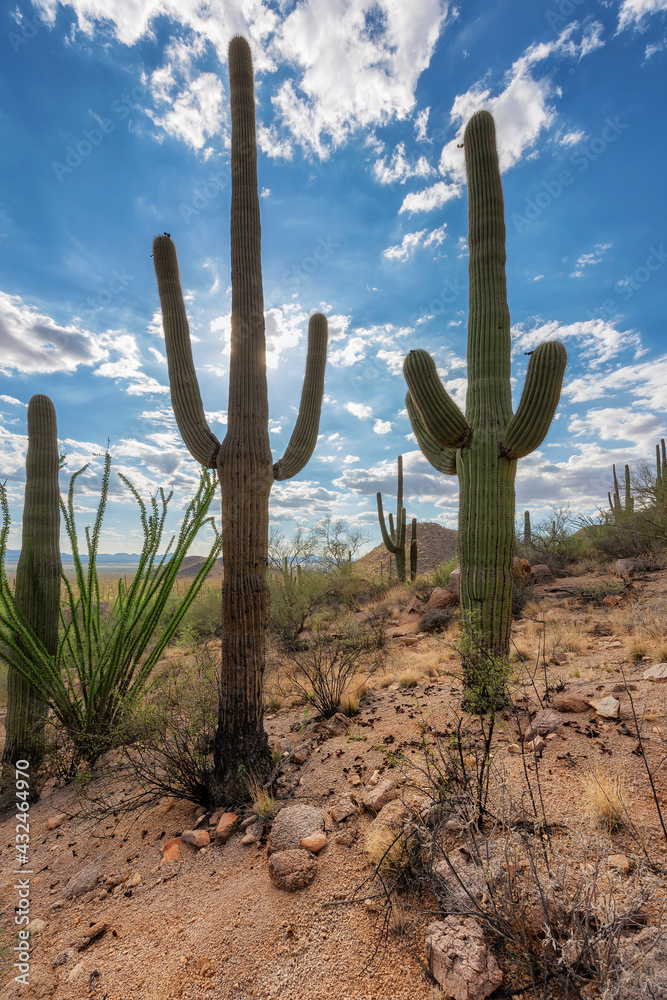 Saguaro cactus at sunset in Saguaro National Park, Tucson, Arizona, USA	