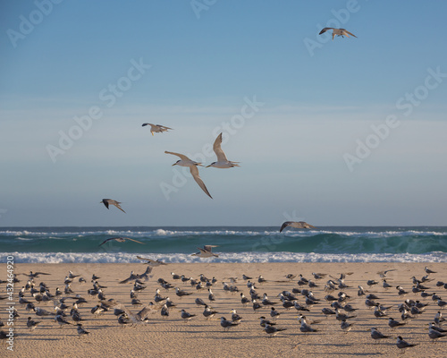 Flock of Common Terns roosting on beach in southern Queensland Australia