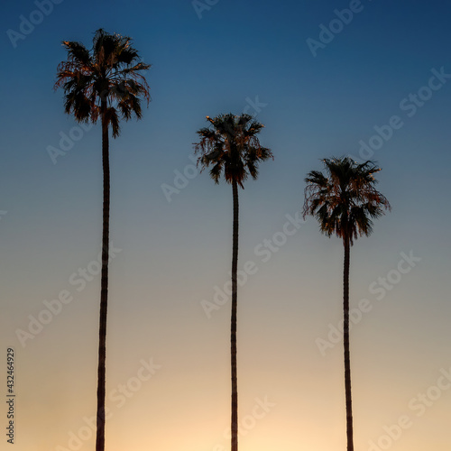 Palm trees on blue sky in California Beach at sunset. 