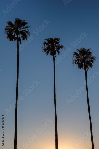 Palm trees on California Beach at sunset. 