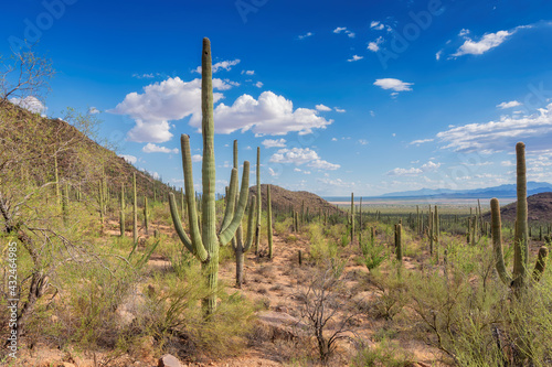 Landscape of Saguaro cactus in Saguaro National Park at sunset, Tucson, Arizona, USA 